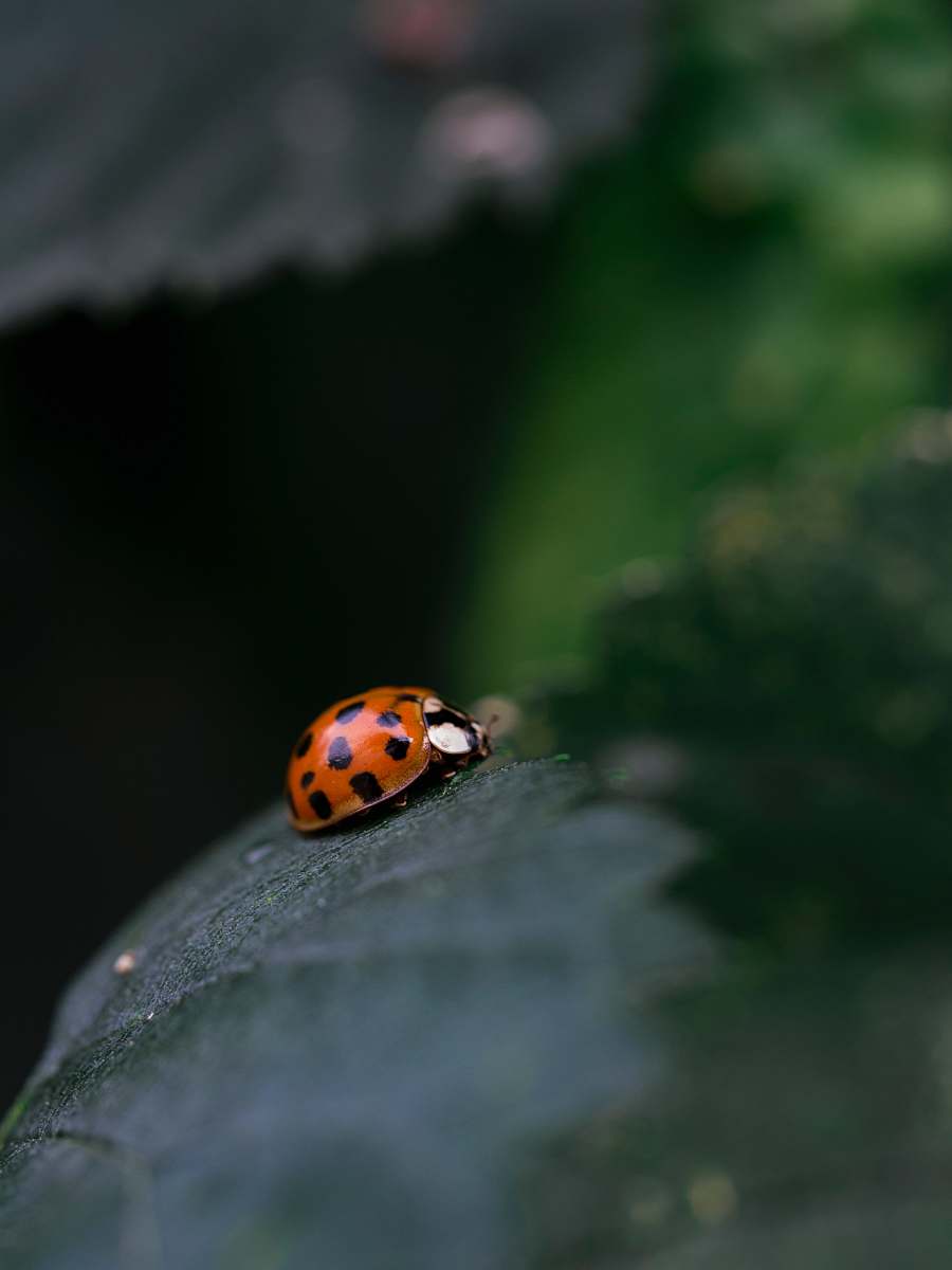 for-mar nature preserve & arboretum red ladybug on black leaf burton